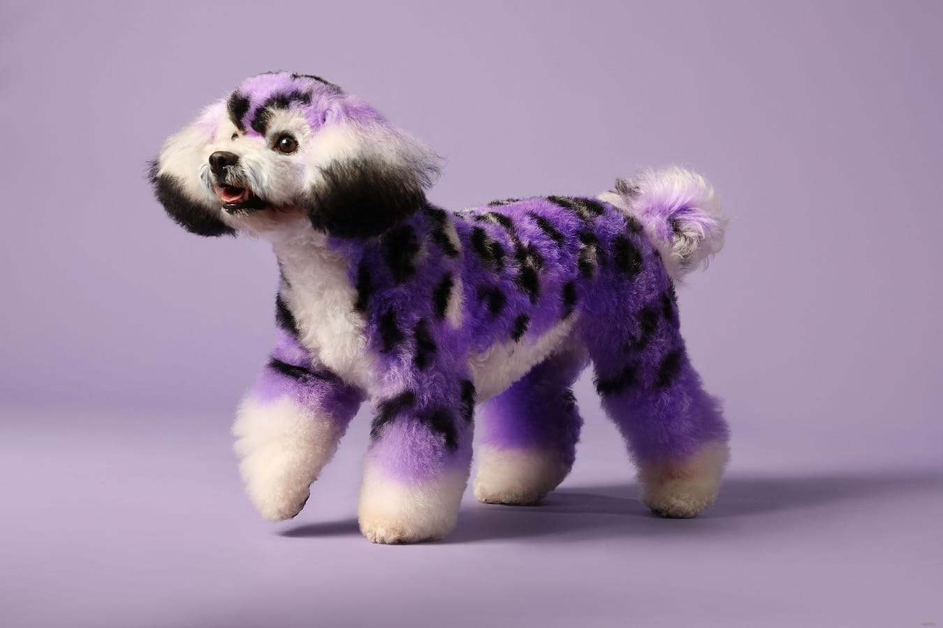 Poodle with hair dyed purple with black spots