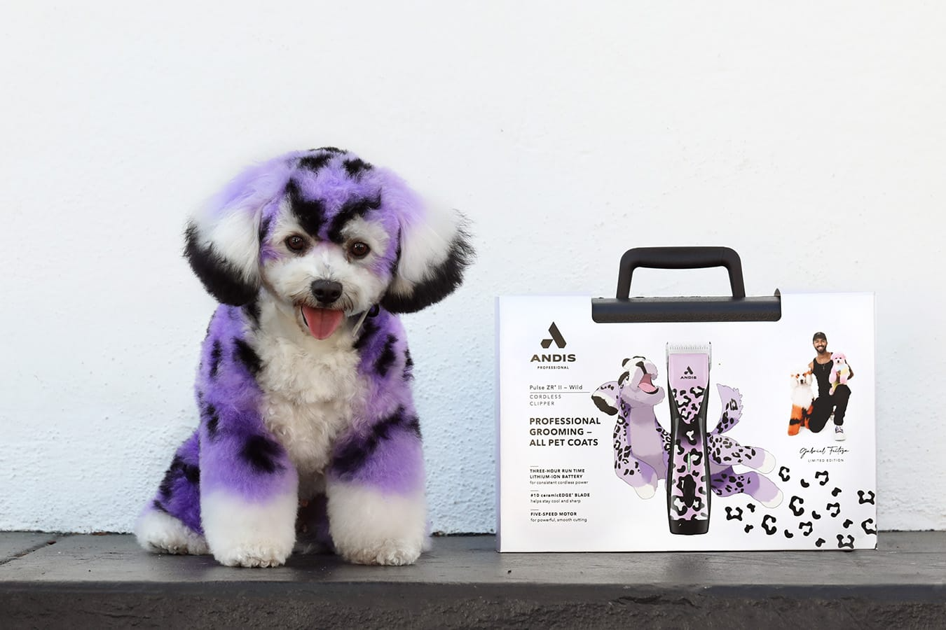 Poodle with hair dyed purple with black spots sitting on a counter next to a clipper box